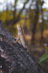 lizard on the tree