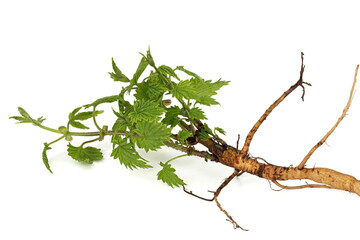 oung hop sprout with green leaves and root, isolated on white background