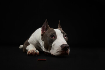 American staffordshire terrier. The American Staffordshire Terrier is sad.