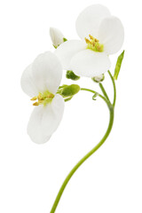 Fototapeta na wymiar Flowers of arabis, isolated on white background