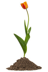Blossom flower of tulip growing from heap of soil, isolated on white background
