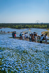 国営ひたち海浜公園・みはらしの丘のネモフィラ花畑【Nemophila】