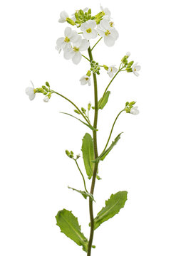 Flowers of arabis, isolated on white background