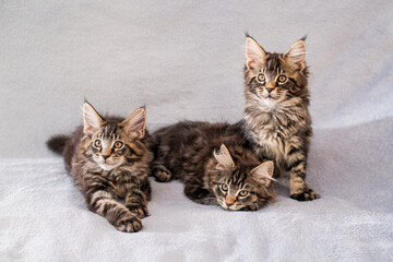 Mainecoon family three kittens lie on light fluffy blanket