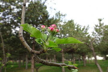 The Apple Branch That Blooms in Spring 