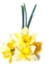 Yellow daffodils isolated on white background