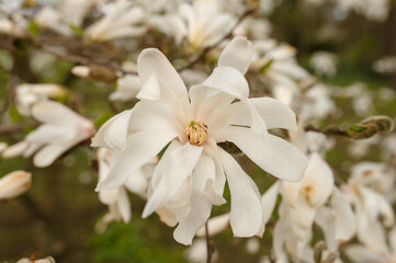 Obraz na płótnie Canvas White flowers of a tree Magnolia