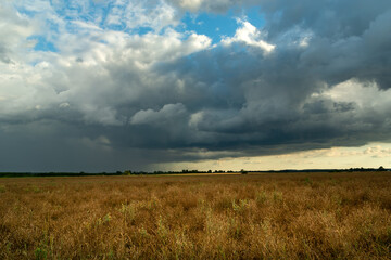 Rain cloud over a field of ripe rapeseed, Czulczyce, Poland