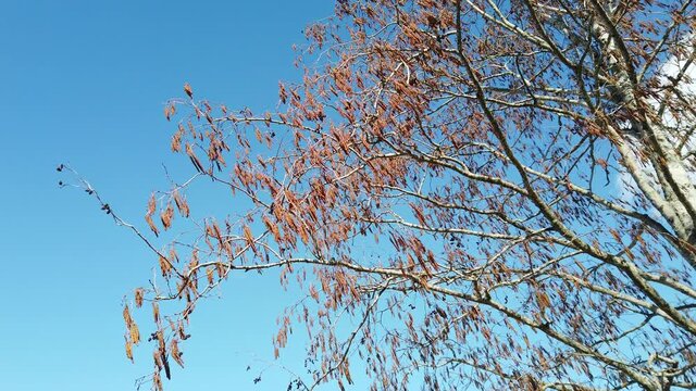 Alnus glutinosa, European alder branches against blue sky 