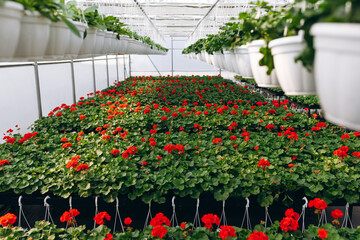 Flowers at the green house. Blooming red flowers. Houseplants in the orangery.