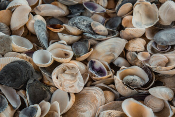 multicolored river seashells lie chaotically on the sand next to the sea. Macro photography....