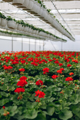 Spring greenhouse full of colorful geraniums ready for business.