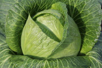 Fototapeta premium A huge fresh green cabbage is maturing head on in a farmer's field. Organic vegetable on an organic farm. The concept of agriculture. Healthy and healthy food for humans. Growing cabbage.