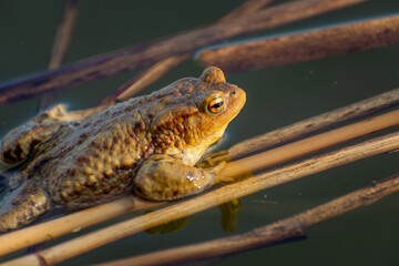 Brown big toad in the water, spring view