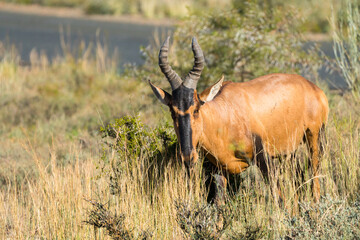 Naklejka na ściany i meble Red Hartebeest (Alcelaphus buselaphus caama) antelope making eye contact and curious in the wild at Karoo national park, South Africa