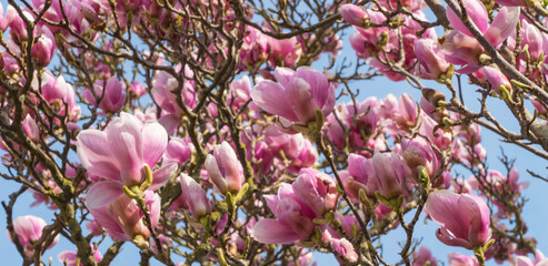 Panorama Blühende Magnolie