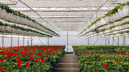 Large glass greenhouse with flowers. Growing flowers in greenhouses. Interior of a modern flower greenhouse. Flowers in flowerpots.