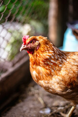 Chickens on the farm. Toned, style, color photo.
