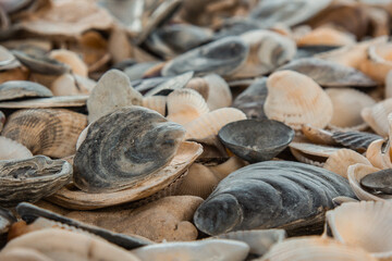 multicolored river seashells lie chaotically on the sand next to the sea. Macro photography. Close-up background concept, copy space