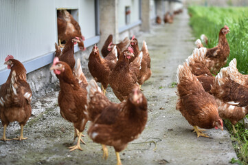 Chickens farmed for eggs are seen on a meadow inside a livestock farm.