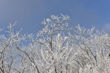 Winter snow-covered landscape of Taegisan Mountain, South Korea