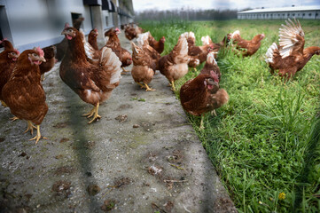 Chickens farmed for eggs are seen on a meadow inside a livestock farm.