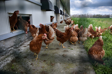 Chickens farmed for eggs are seen on a meadow inside a livestock farm.
