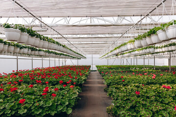 Panorama Begonia greenery (the Netherlands).