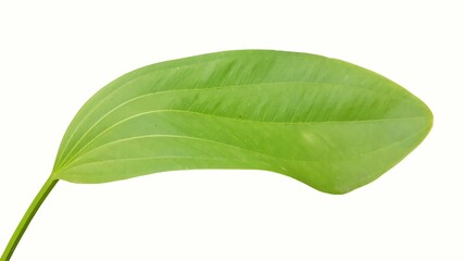 Fototapeta premium green leaf isolated on white