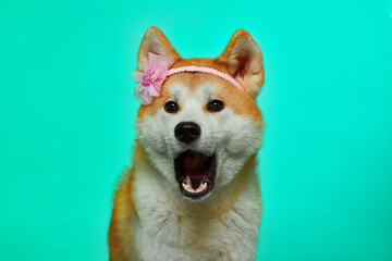 Portrait of a dog. Akita Inu sings. Akita Inu screams.