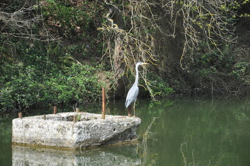 great white heron ardea cinerea