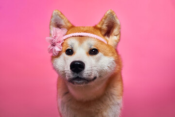 Portrait of a dog. Akita Inu. Dog princess.