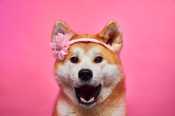 Akita inu. Portrait of a dog. The dog is singing.