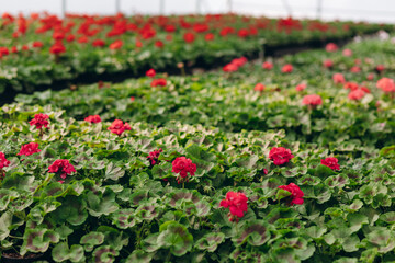 Numerous red flowers of tuberous begonias (Begonia tuberhybrida) in a greenhouse. Flowers in the orangery. Cultivation of various colorful flowers. Beautiful flowers at shop. Gardening. Garden center.