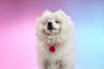 Samoyed. Fluffy dog. The jump of the dog. White pomeranian dog