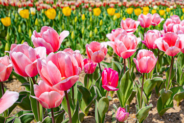 tulips in the garden