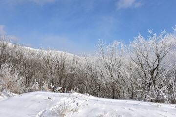 Winter snow-covered landscape of Taegisan Mountain, South Korea