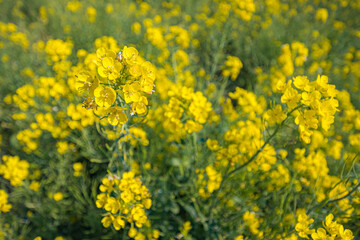 Fototapeta premium field of yellow flowers