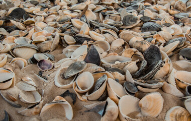 multicolored river seashells lie chaotically on the sand next to the sea. Macro photography. Close-up background concept, copy space