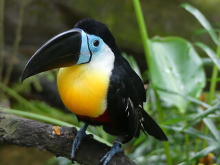 toucan on a branch © my
