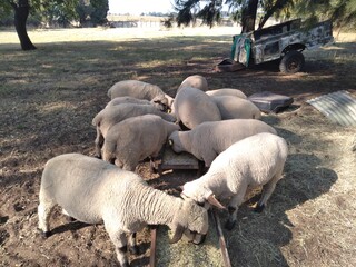 A herd of beige colored sheep standing on sandy ground while eating feed from metal trays 