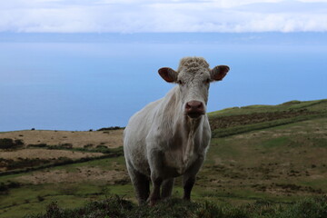 Pico Island Cow