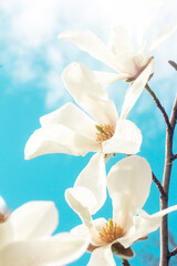 Beautiful blooming magnolia in the rays of the spring sun on the background of a bright sky. Aerial magnolia flowers close-up. Light background