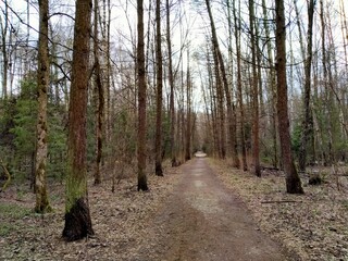 Forest road (photo number 2).
Elk Island, Moscow. 25.04.2021 