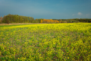 Fototapeta premium Big yellow rape field and autumn forest, Zarzecze, Poland