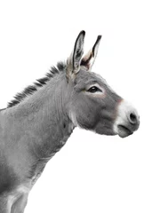 Foto auf Leinwand donkey portrait isolated on white background © fotomaster