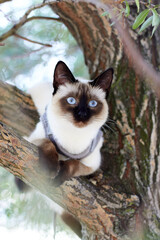 Short haired young Mekong bobtail cat sits on a tree cat