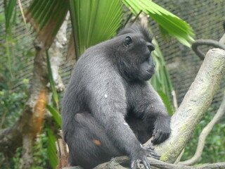 a baboon sitting on a tree