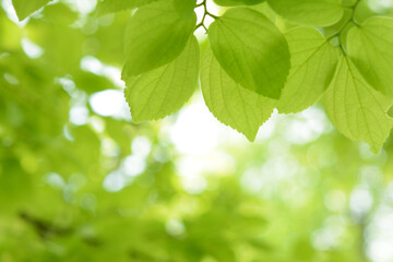  Green leaves background