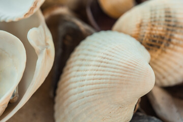multicolored river seashells lie chaotically on the sand next to the sea. Macro photography. Close-up background concept, copy space